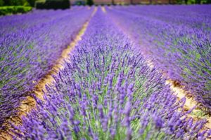 lavender-flowers-1595487_1920